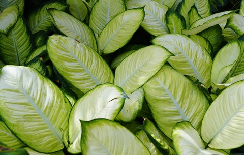 Dieffenbachia Tropic Marianne Care | Plant Proper