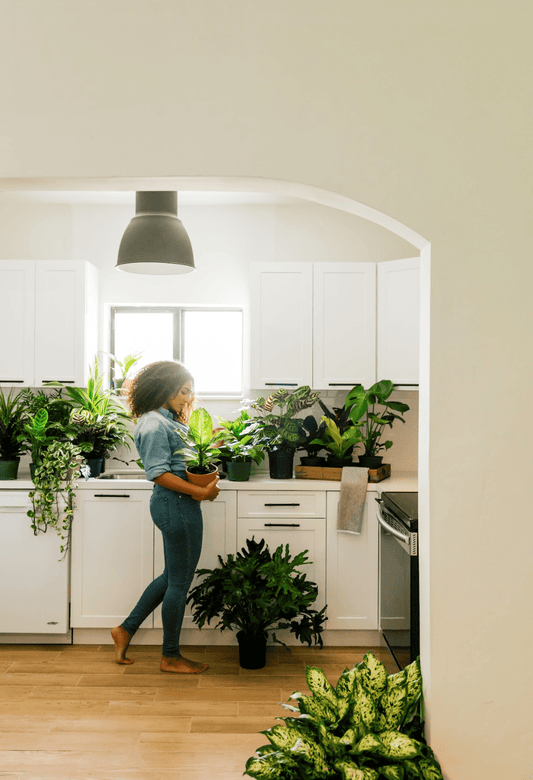 How to Clean Monstera Leaves | Plant Proper