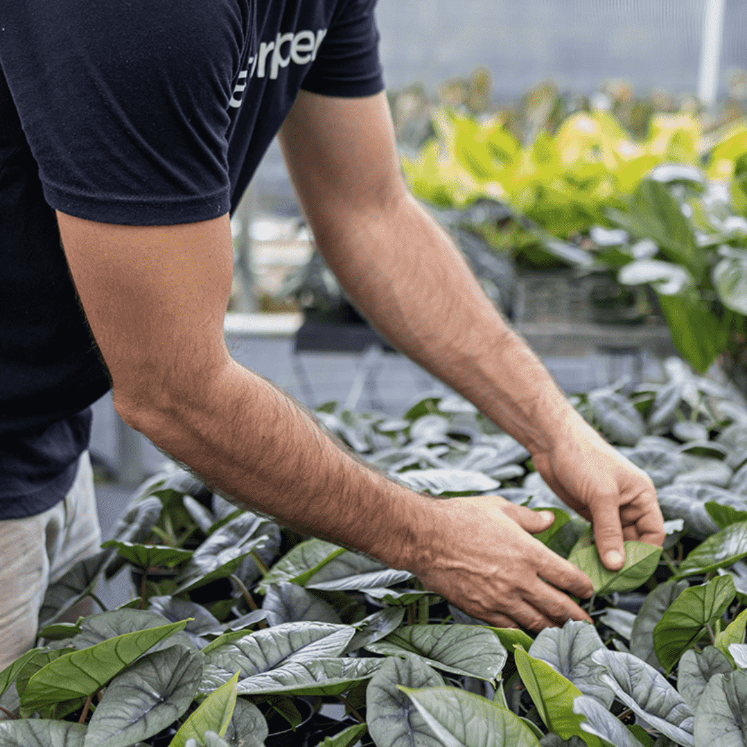 Do Plants Grow Better With Music | Plant Proper