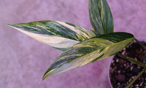 Epipremnum Amplissimum Variegated Care | Plant Proper