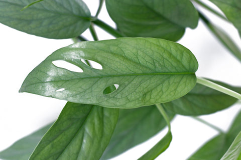 Epipremnum Cebu Blue Care | Care Guide | Plant Proper