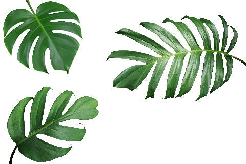 Epipremnum Champs Elysees Care | Care Guide | Plant Proper