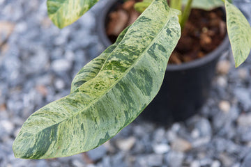 Epipremnum Giganteum Marble Care | Care Guide | Plant Proper