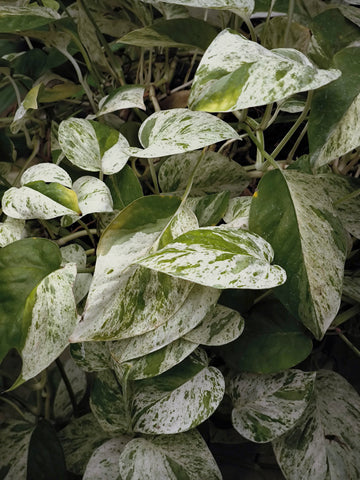 Epipremnum Pinnatum Marble Care | Care Guide | Plant Proper