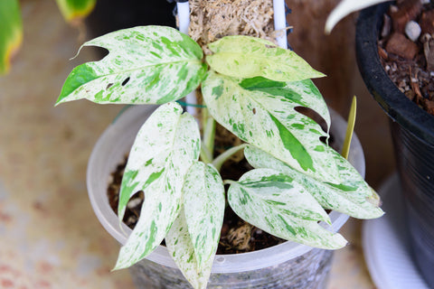 Epipremnum Pinnatum Marble Semi Reverted Care | Plant Proper