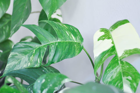 Epipremnum Pinnatum Skeleton Key Care | Plant Proper