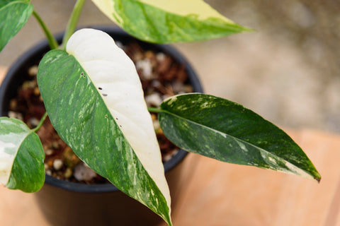 Epipremnum Pinnatum Variegated Care | Care Guide | Plant Proper