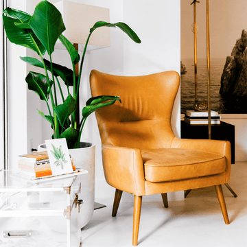 Feng Shui Plants | House Plants | Plant Proper