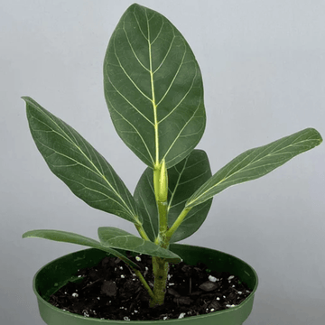 Indian Plants | Always Affordable at Plant Proper