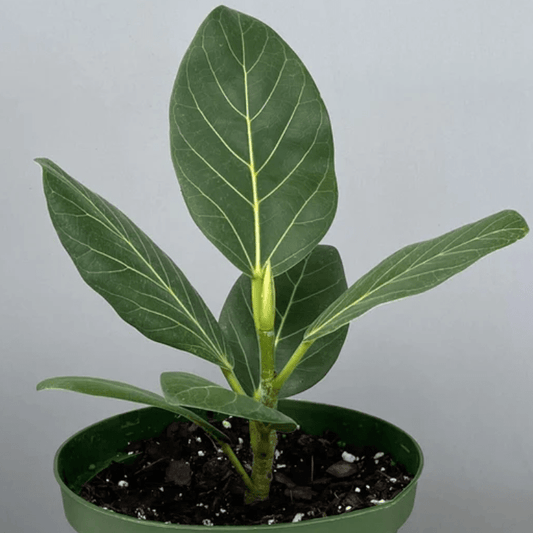 Indian Plants | Always Affordable at Plant Proper