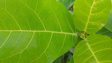 Ficus Altissima Care | Plant Guide | Plant Proper