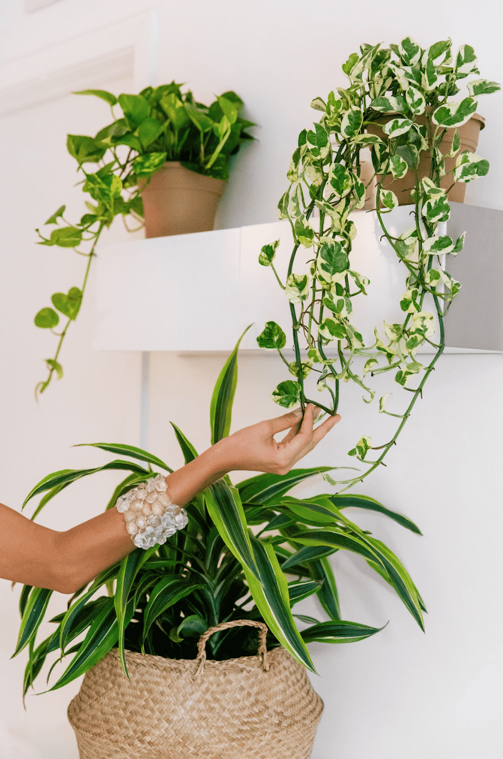 Hanging Baskets | Houseplants | Plant Proper