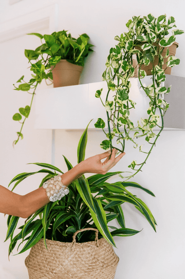 Hanging Baskets | Houseplants | Plant Proper