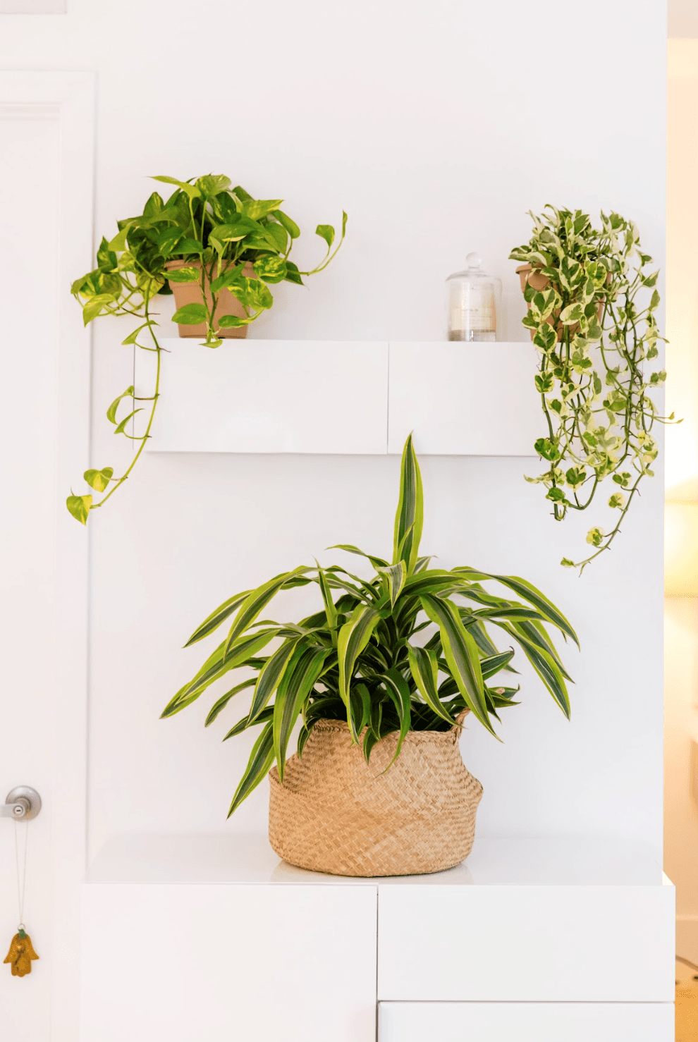 How Often To Water Pothos Plant | Expert Tips | Plant Proper