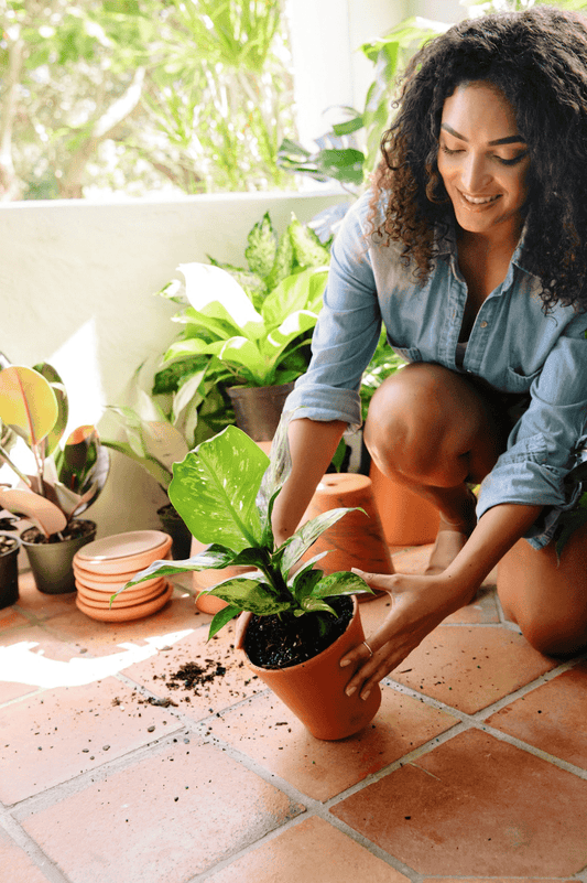 Philodendron Fuzzy Petiole | Plant Proper