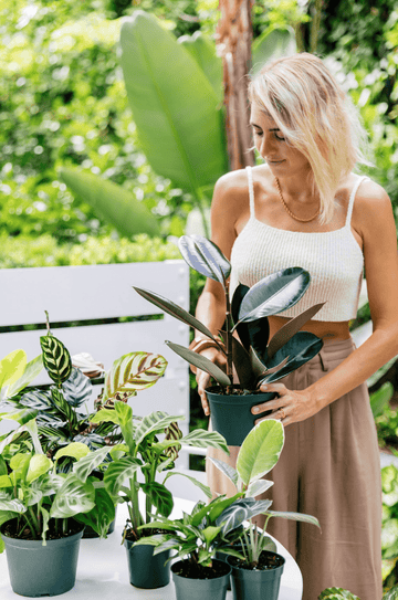 How To Care For a Ficus Plant | Houseplants | Plant Proper