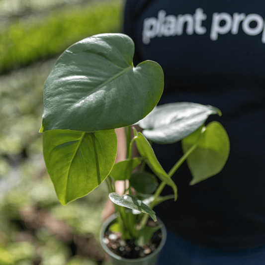 How To Care For a Monstera Plant | Expert Tips | Plant Proper