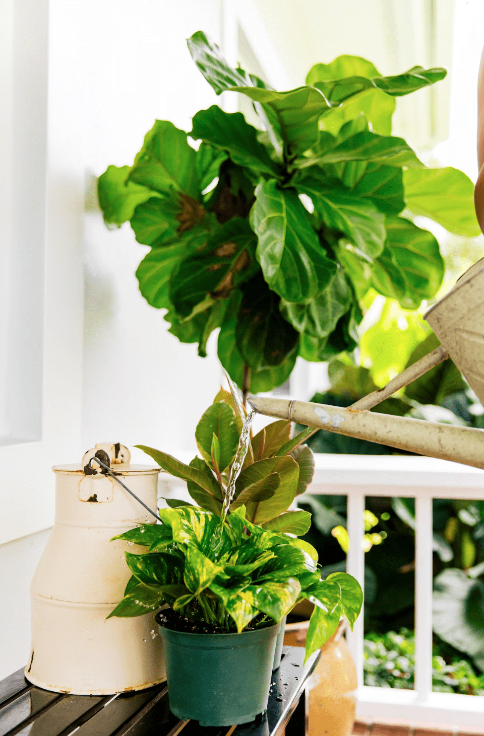 How To Create Humidity For Indoor Plants | Plant Proper