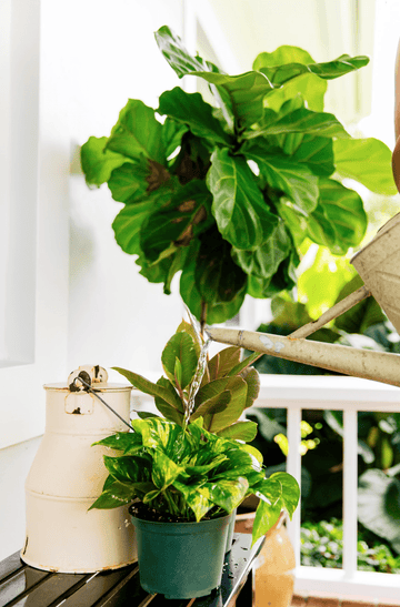 How To Create Humidity For Indoor Plants | Plant Proper