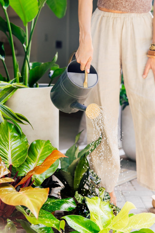 How To Keep Plants Cool In Summer | Plant Proper