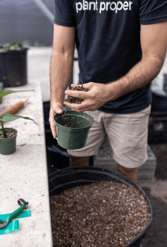 How to Kill Gnats in Houseplant Soil | Plant Proper