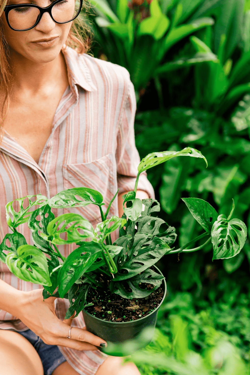 How To Plant Monstera Cutting | Houseplants | Plant Proper