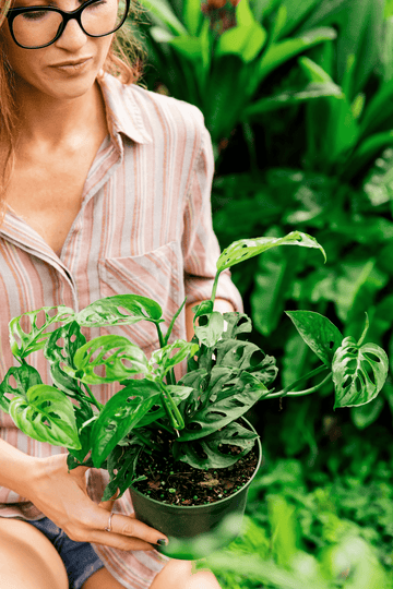 How To Plant Monstera Cutting | Houseplants | Plant Proper