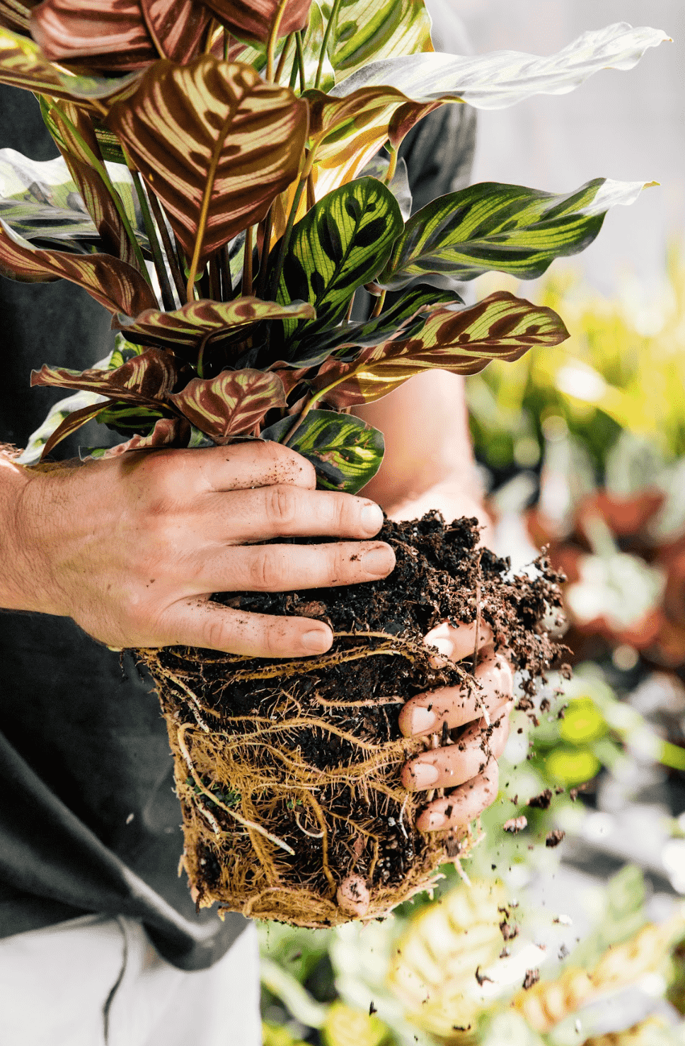 How to Stake a Monstera | Expert Tips | Plant Proper