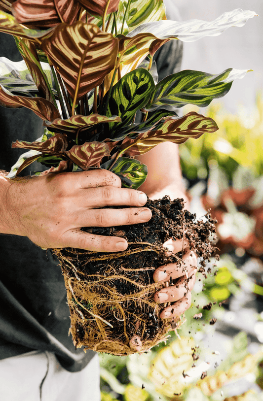 How to Stake a Monstera | Expert Tips | Plant Proper