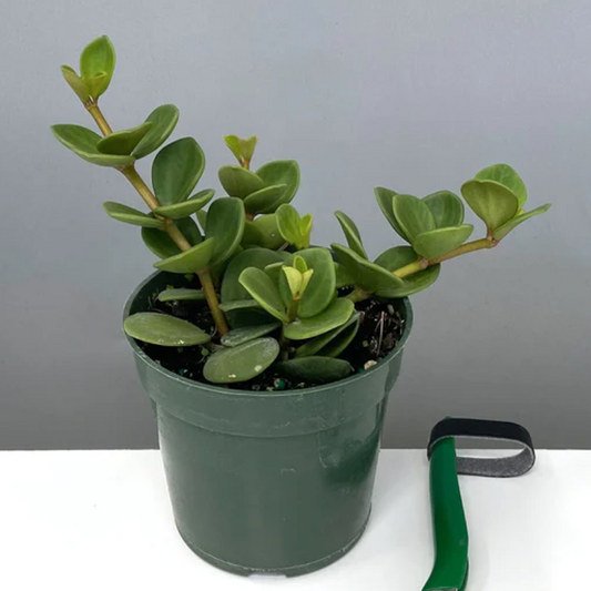 How To Take Care Of Peperomia Hope | Plant Proper