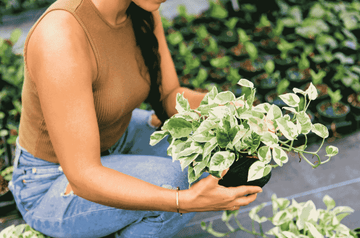 How To Trim a Pothos Plant | Expert Tips | Plant Proper 