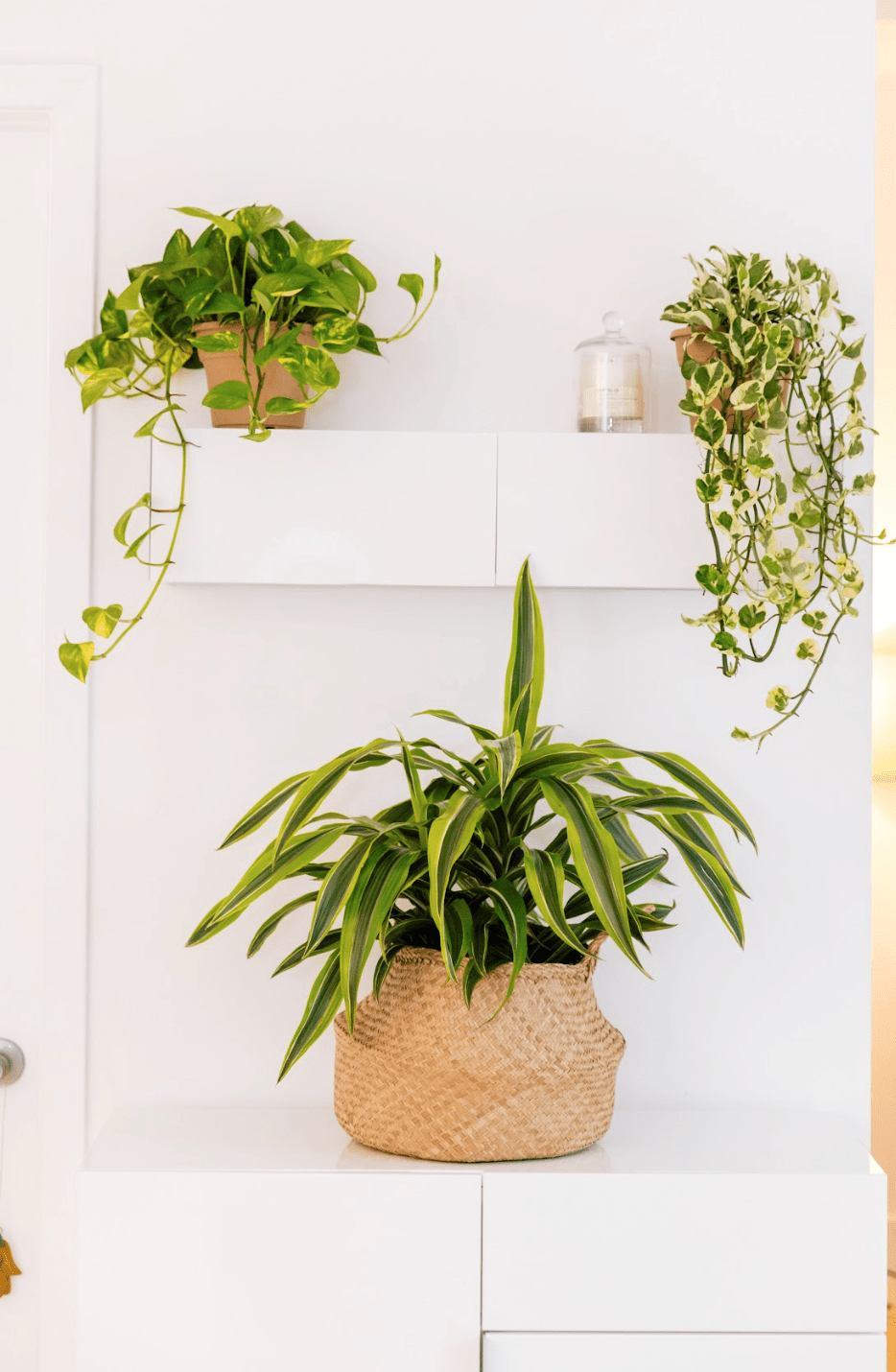 How To Trim a Snake Plant | Plant Proper