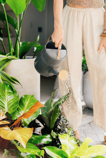 How To Water Plants While Away | Plant Proper