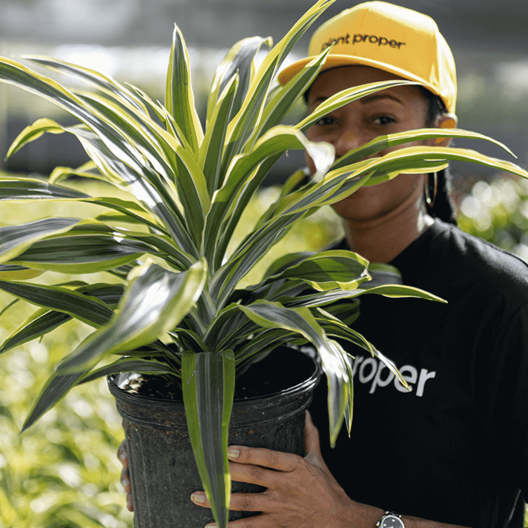 How to Choose an Indoor Plant | Plant Proper