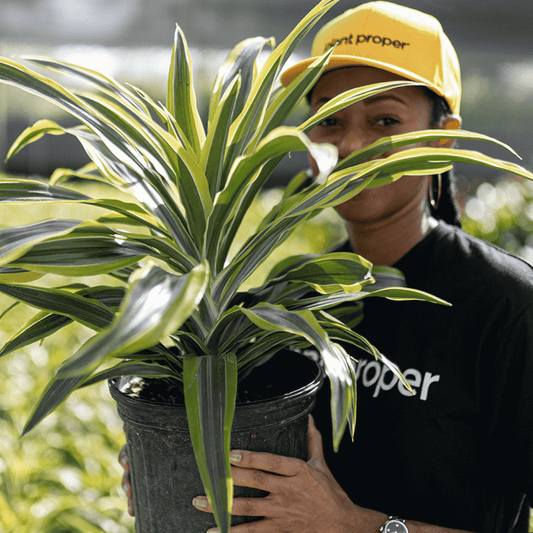 How to Choose an Indoor Plant | Plant Proper