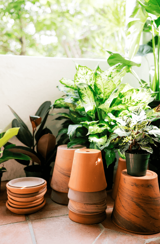 How to Keep Indoor Plants Warm in Winter | Plant Proper