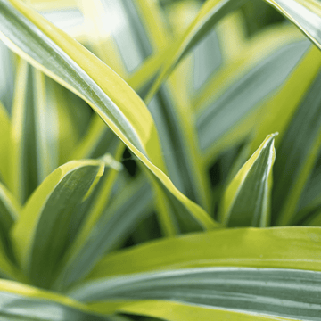 How to Propagate Spider Plant | Plant Proper