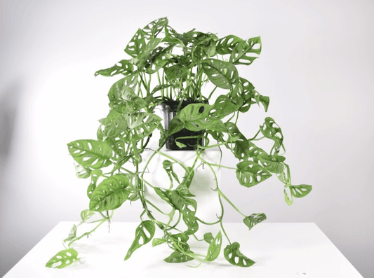 How to propagate a Monstera Adansonii? | Plant Proper