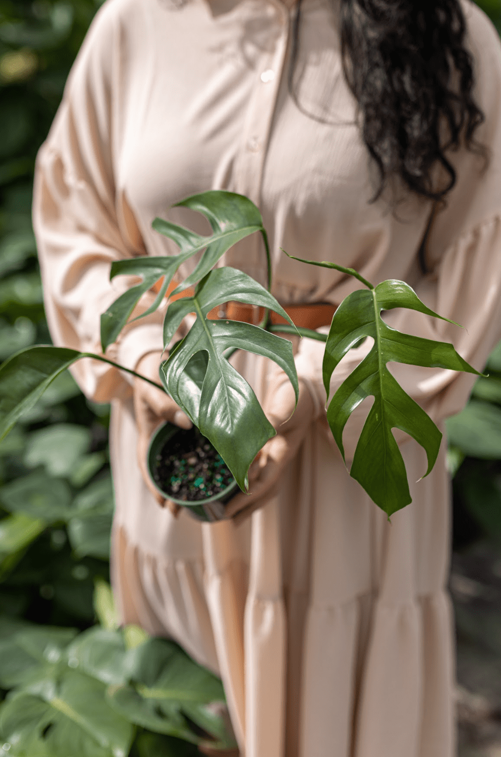Is It Good To Have Plants In Your Bedroom | Plant Proper