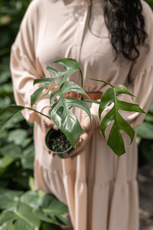 Is It Good To Have Plants In Your Bedroom | Plant Proper