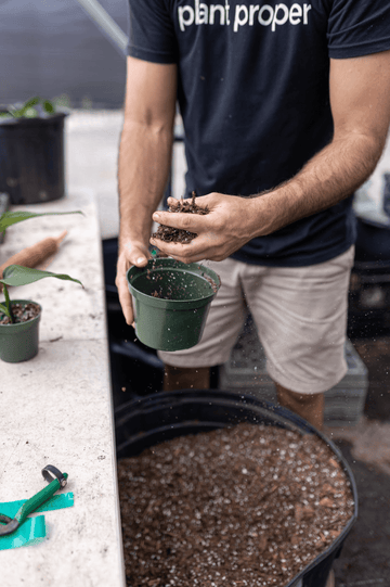 Is Neem Oil Good For Plants? | Plant Proper