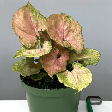 Panama Plants | Always Affordable at Plant Proper