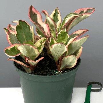 South American Plants | Always Affordable | Plant Proper