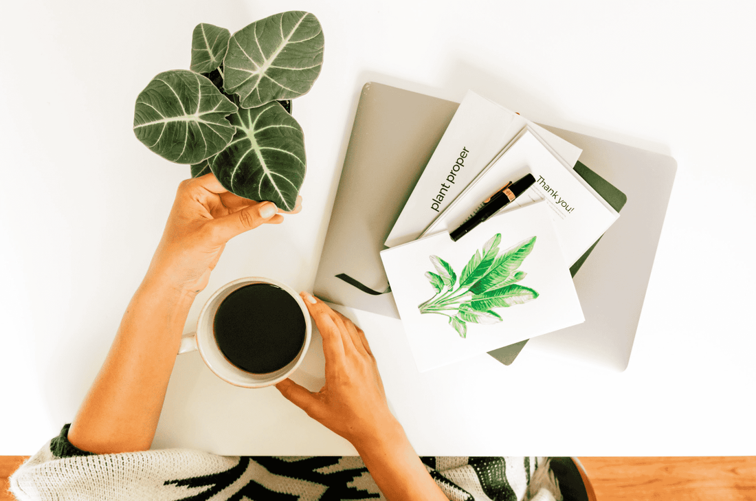 Philodendron Gloriosum Care | House Plants | Plant Proper