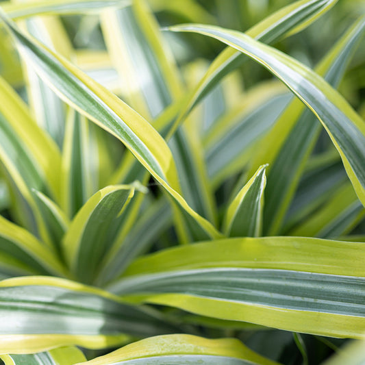 How To Trim a Spider Plant | House Plants | Plant Proper