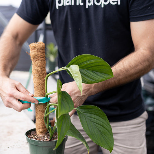 How To Keep Plants Upright | Plant Proper