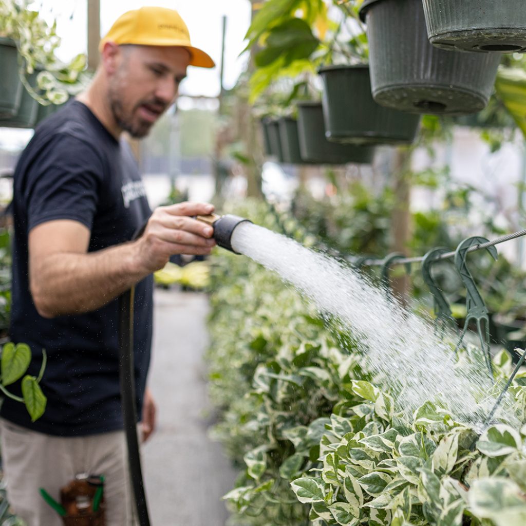 How Do You Know if You Are Overwatering Your Plants? | Plant Proper
