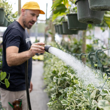 How Do You Know if You Are Overwatering Your Plants? | Plant Proper