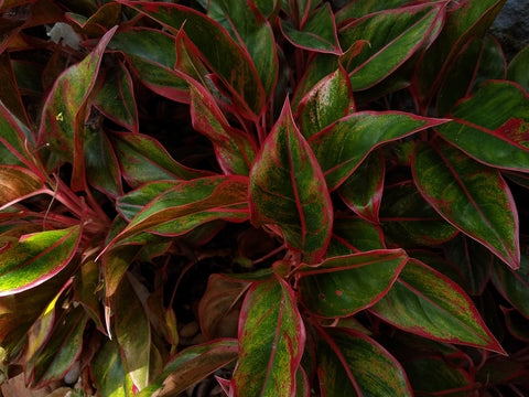Aglaonema Red Army Care | Plant Proper