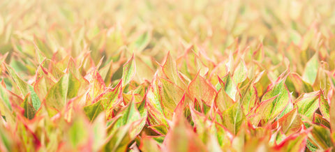 Aglaonema Red Siam Care | Care Guide | Plant Proper